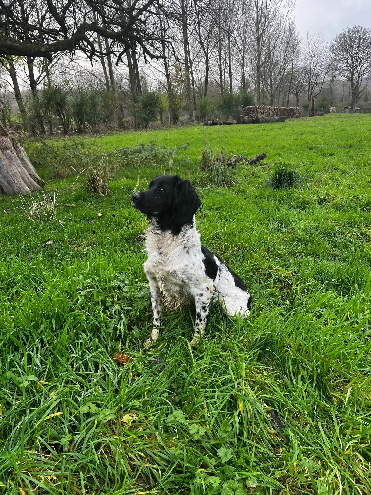 VITO