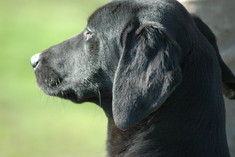 Labrador