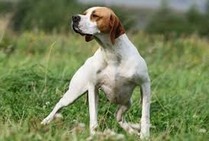 Pointer