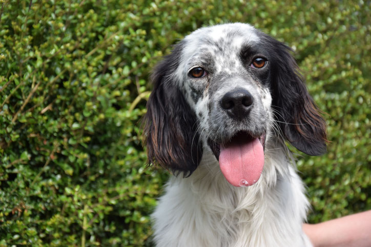Setter Anglais