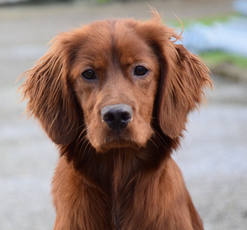 Setter Irlandais