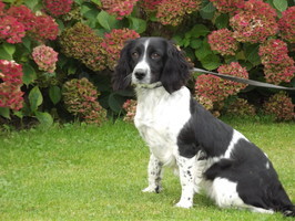 Springer