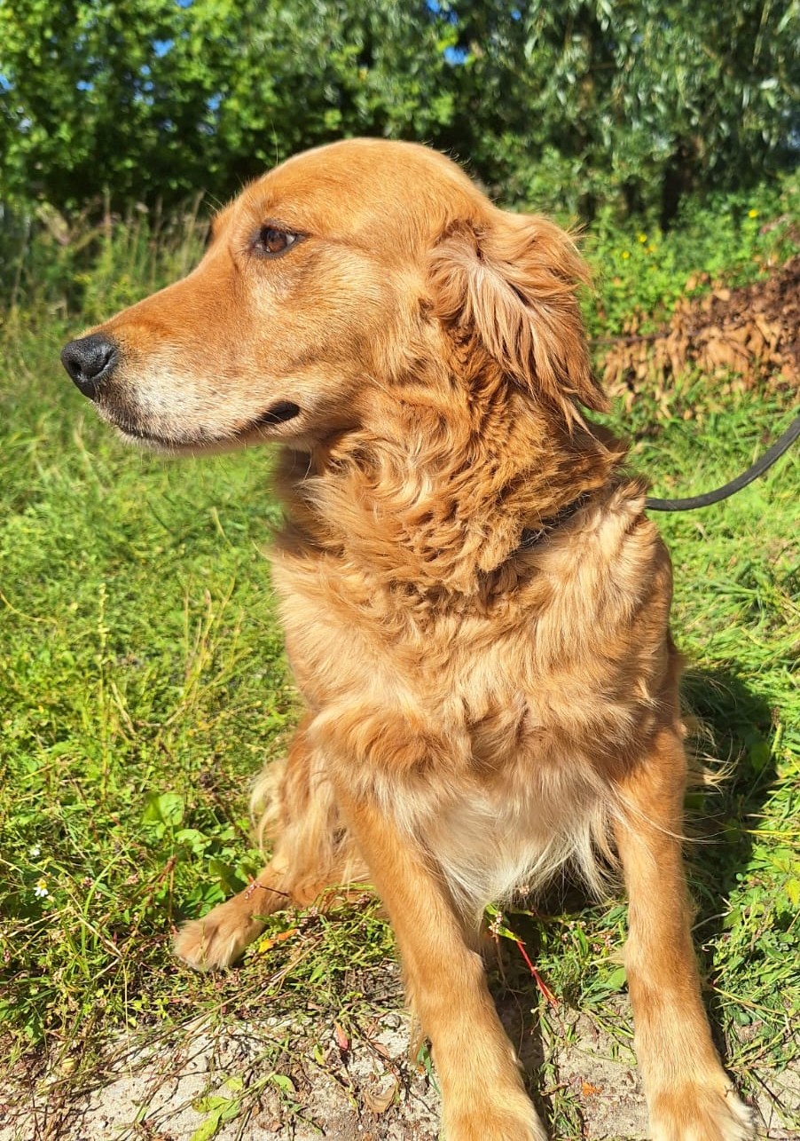 Golden Retriever