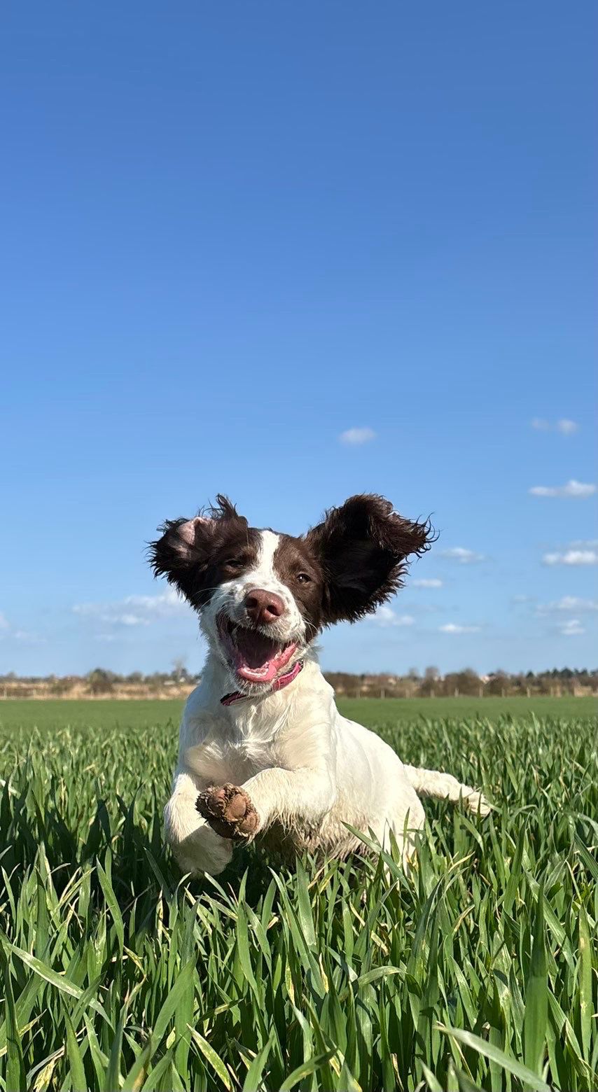 Springer