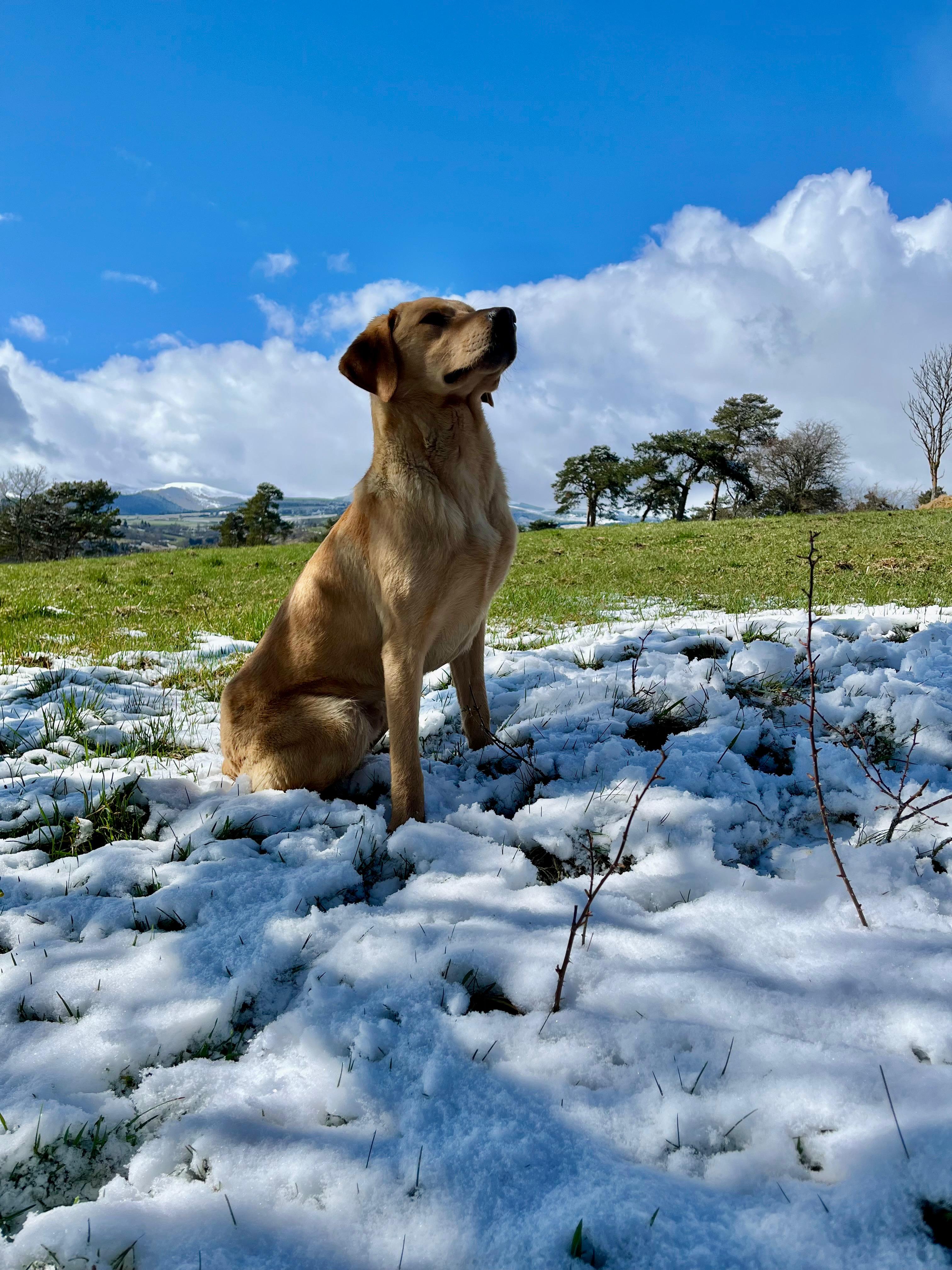 Labrador