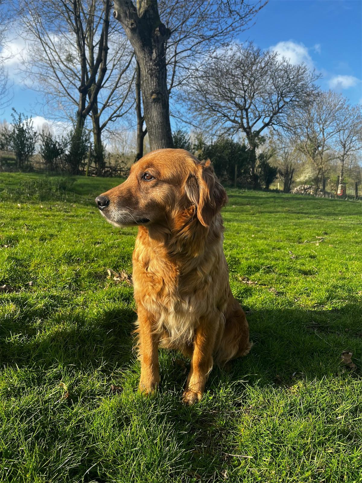 Golden Retriever