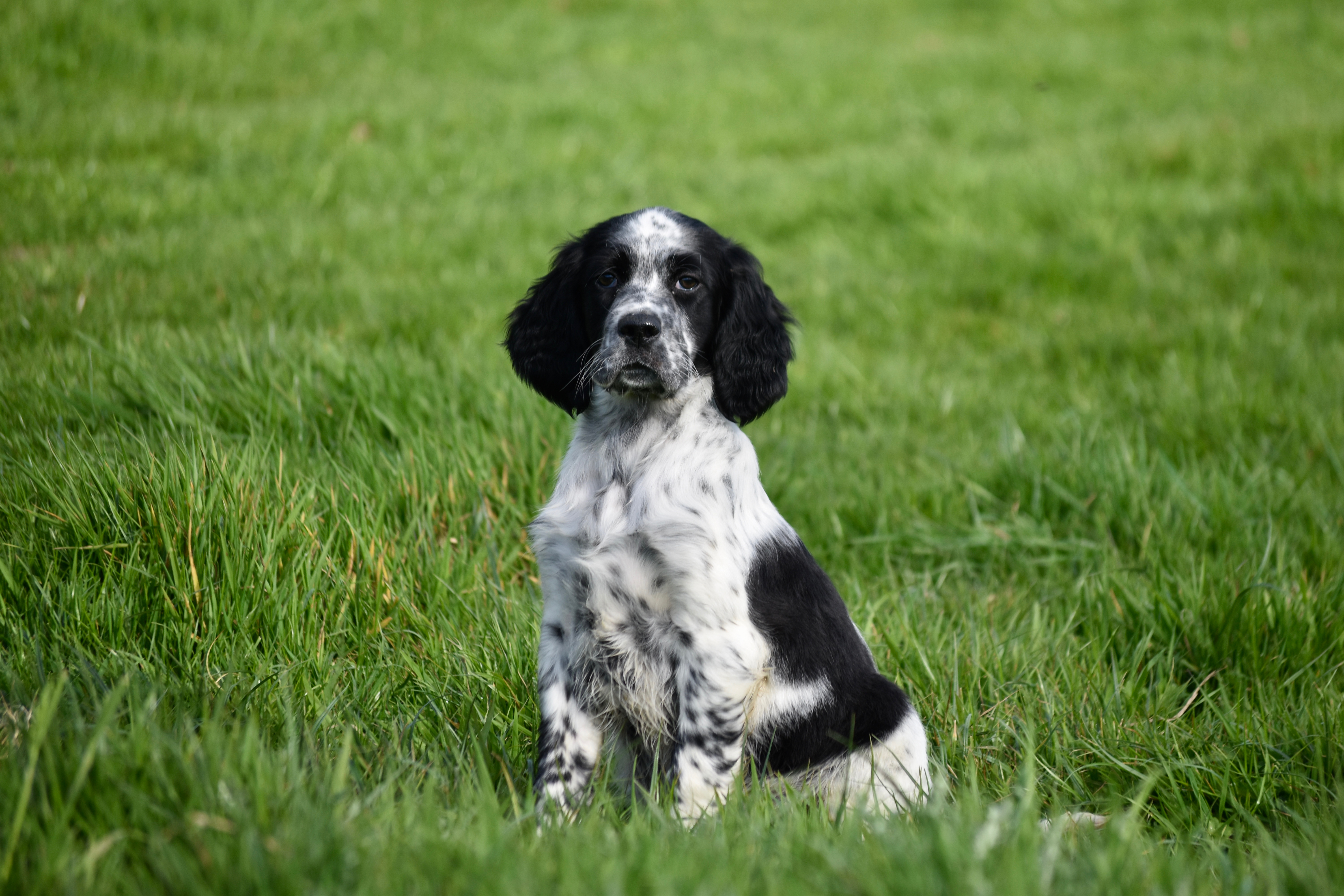 Setter Anglais
