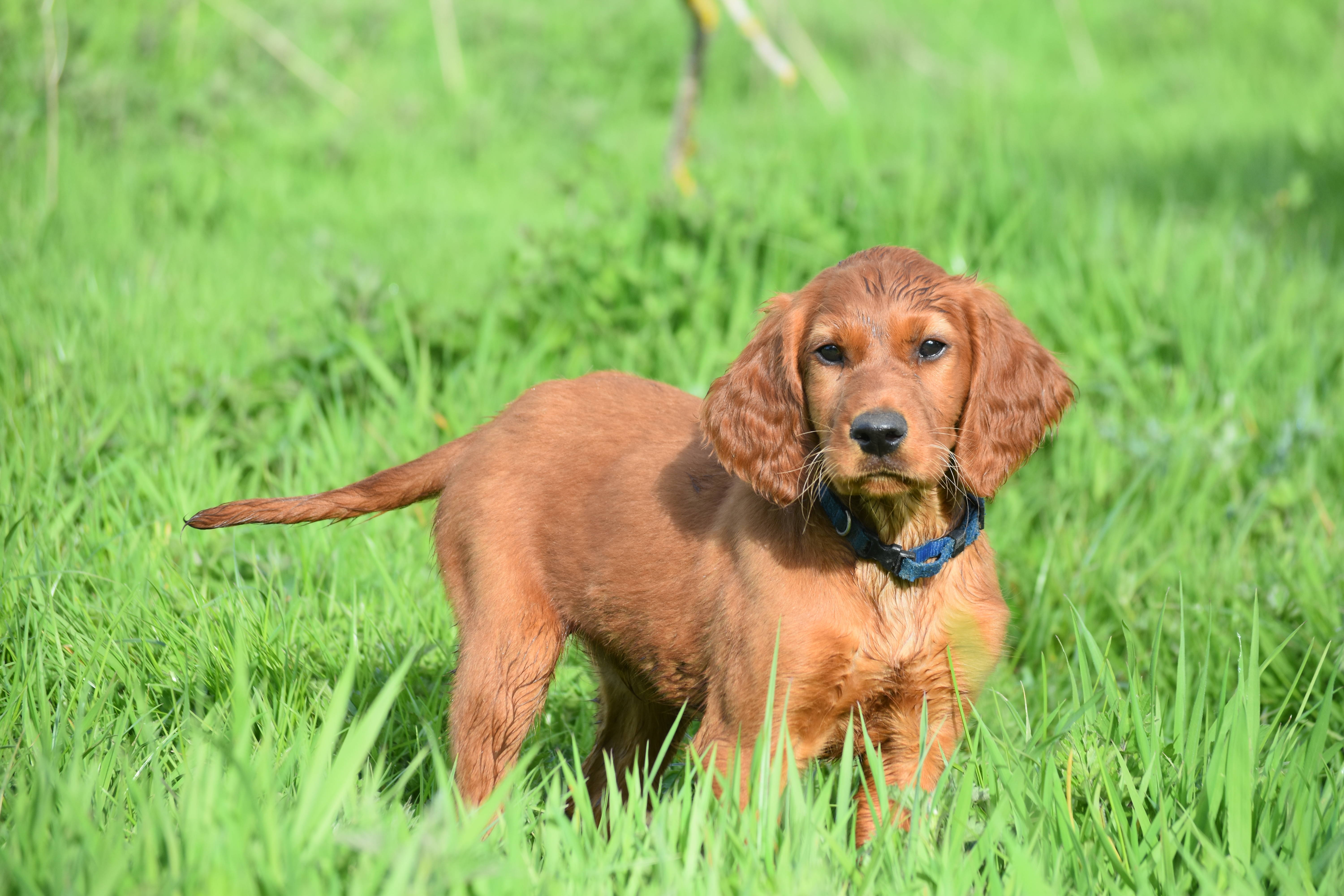 Setter Irlandais