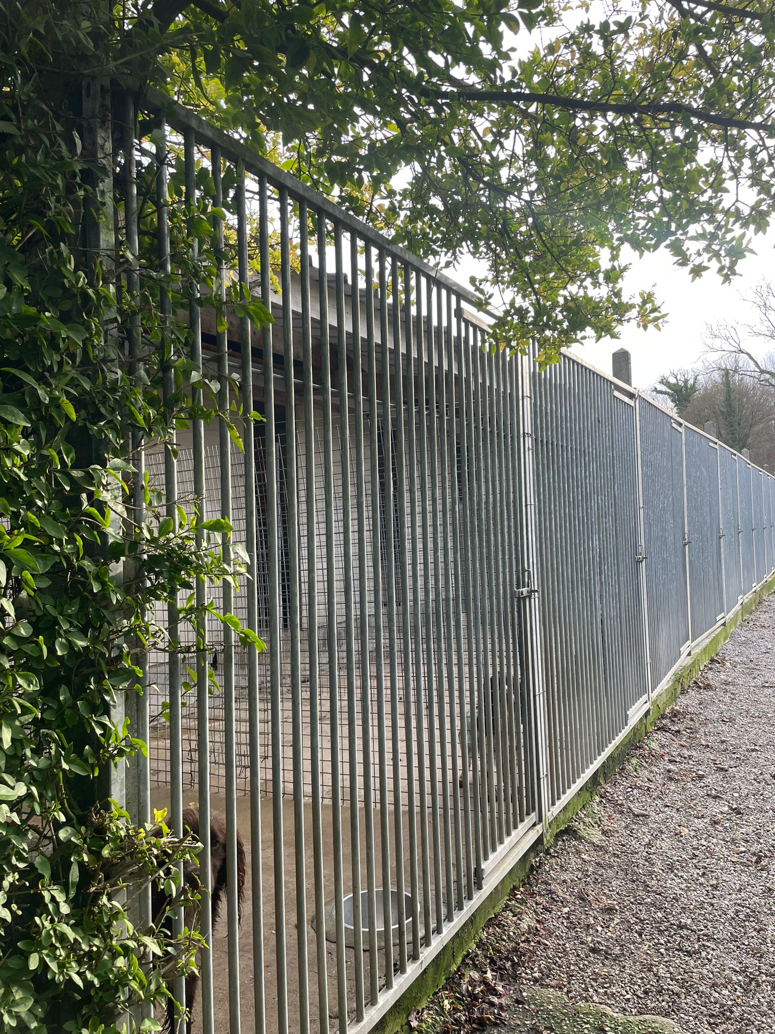 Élevage du Château Gris